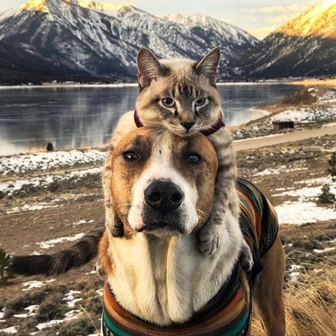 Cats Love Dogs