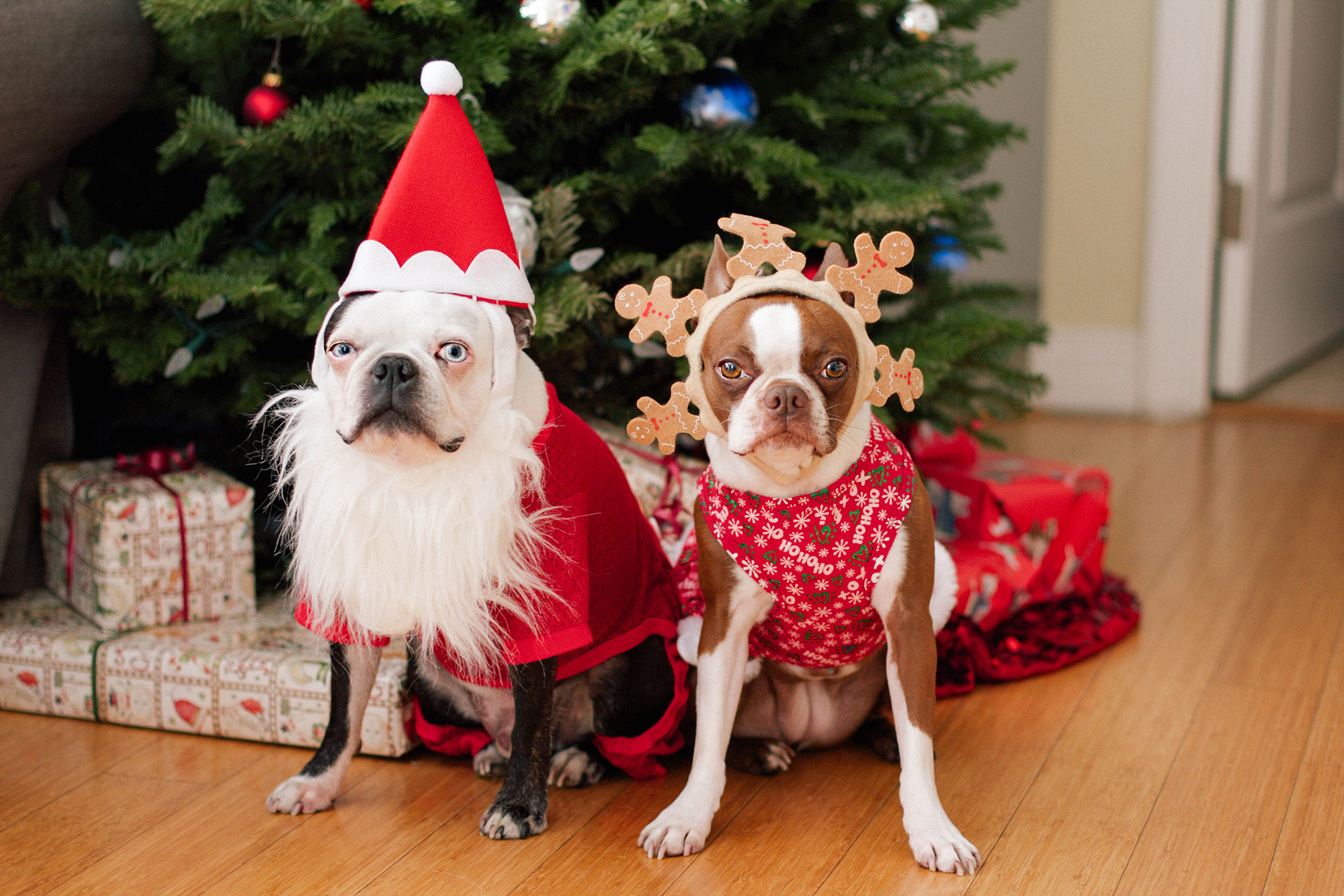 Christmas Is Going To The Dogs