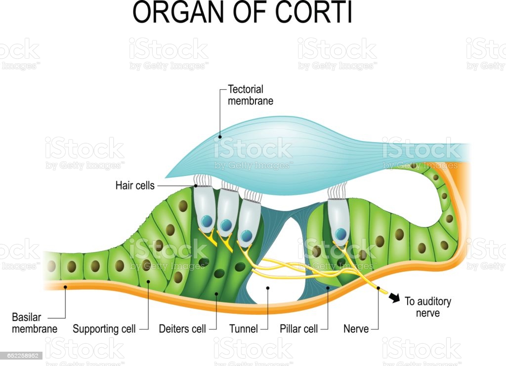 Corti Organ