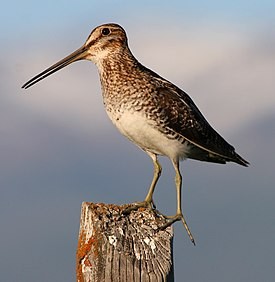 Бекас